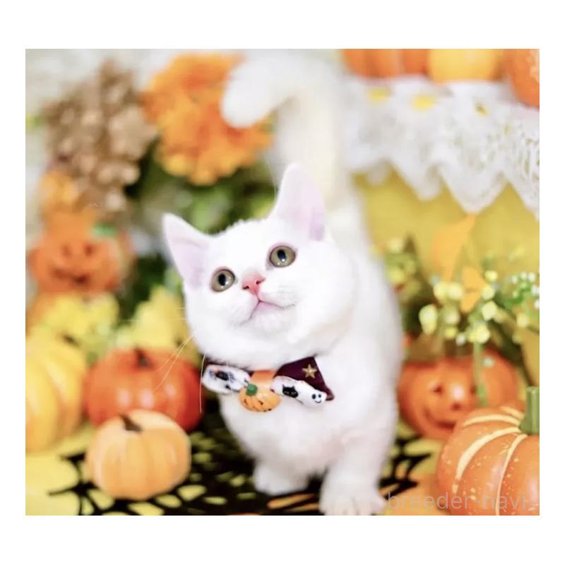 販売中の北海道のミックス-123370の2枚目