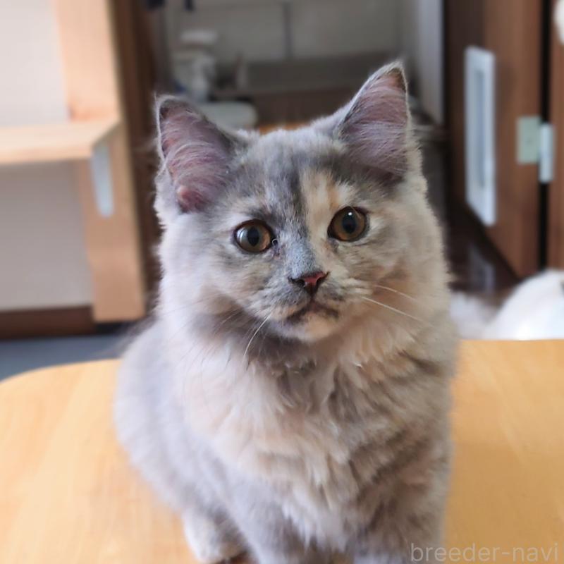 販売中の埼玉県のミヌエット-125573