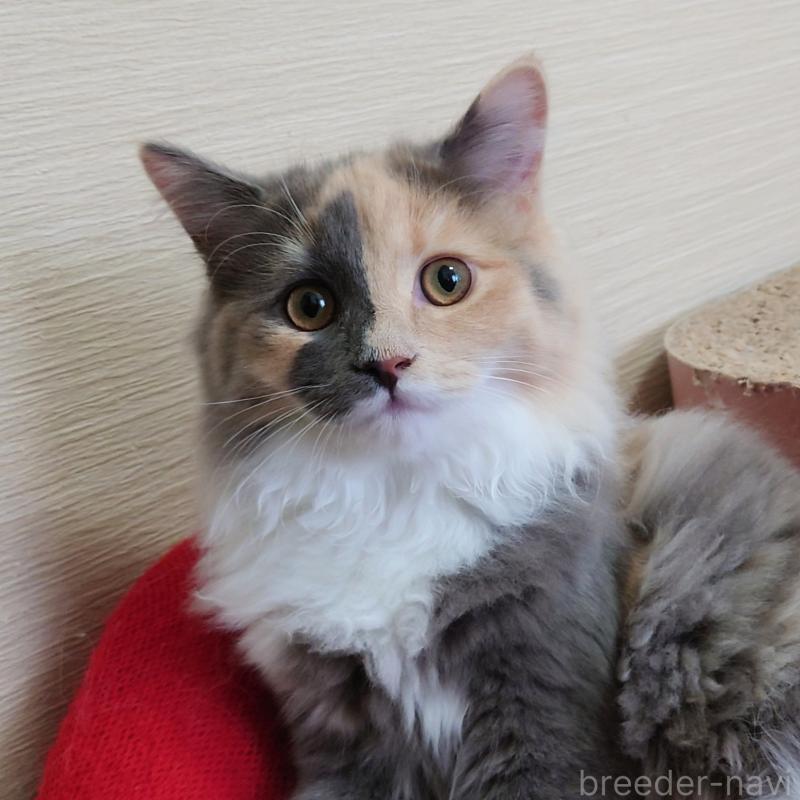 販売中の埼玉県のミヌエット-121917