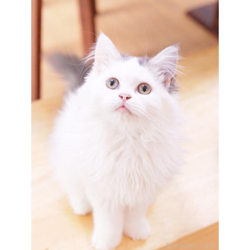 販売中の東京都のマンチカン-120498の6枚目