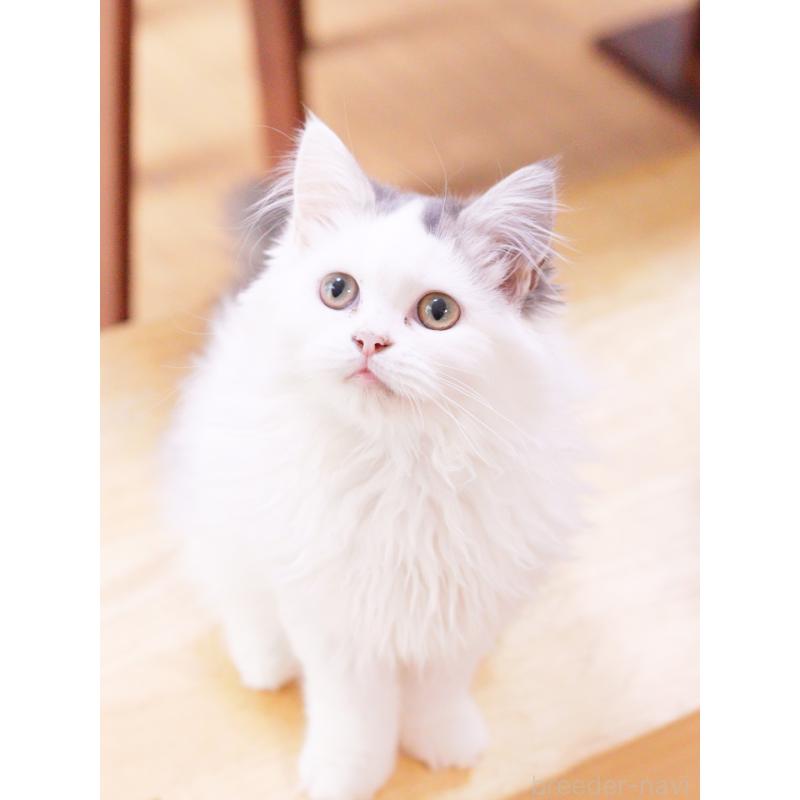 販売中の東京都のマンチカン-120498の5枚目