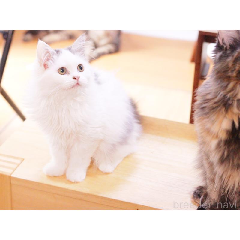 販売中の東京都のマンチカン-120498の3枚目