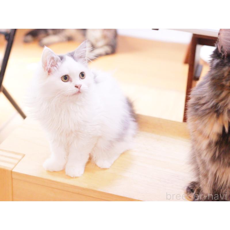 販売中の東京都のマンチカン-120498の2枚目