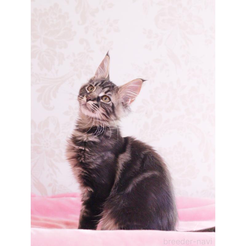 販売中の東京都のメインクーン-124745の4枚目