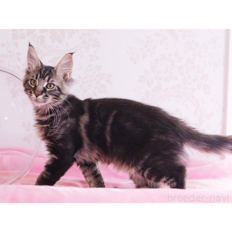 販売中の東京都のメインクーン-124745の3枚目