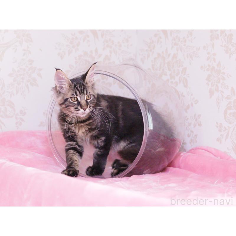 販売中の東京都のメインクーン-124745の2枚目