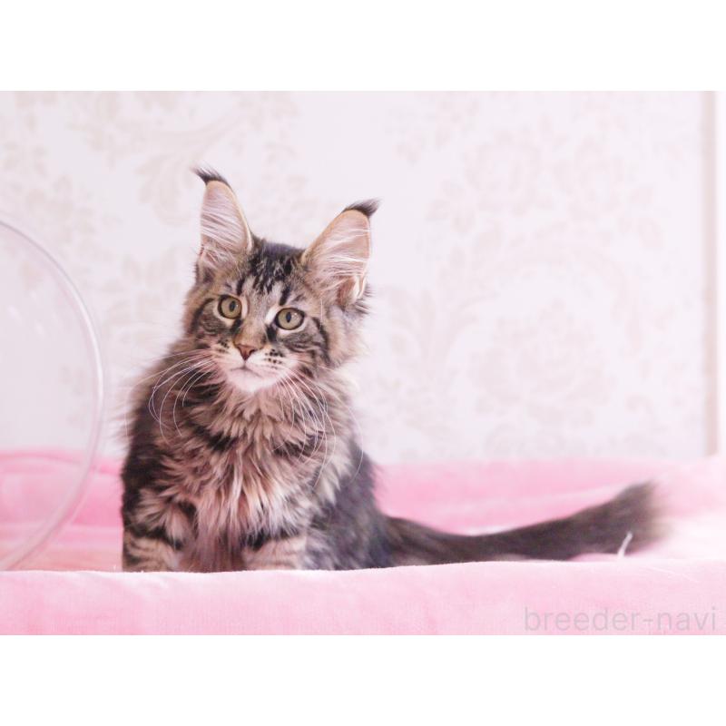 販売中の東京都のメインクーン-125497の4枚目