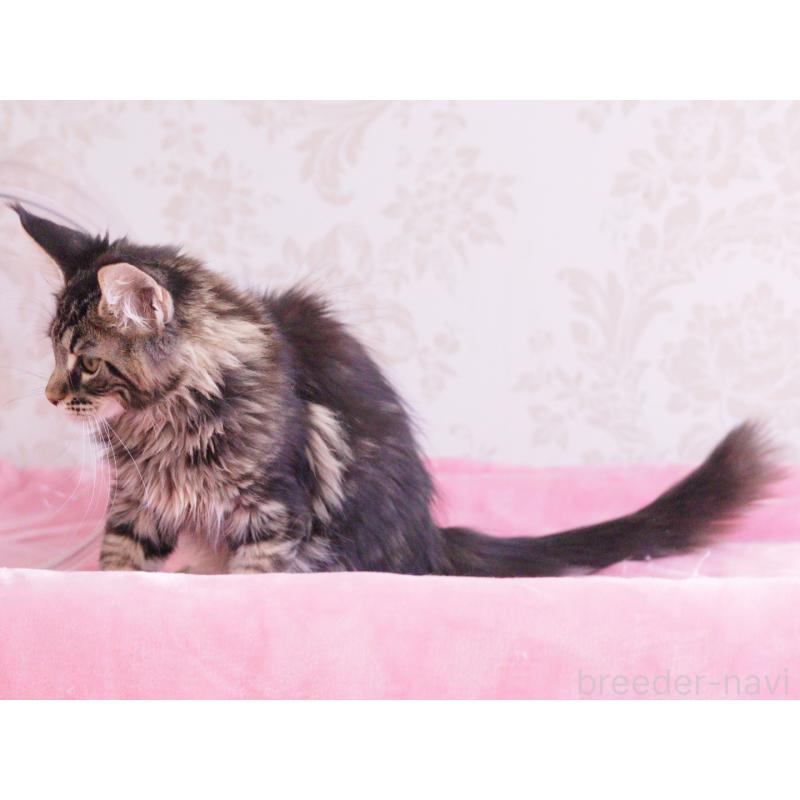 販売中の東京都のメインクーン-125497の3枚目