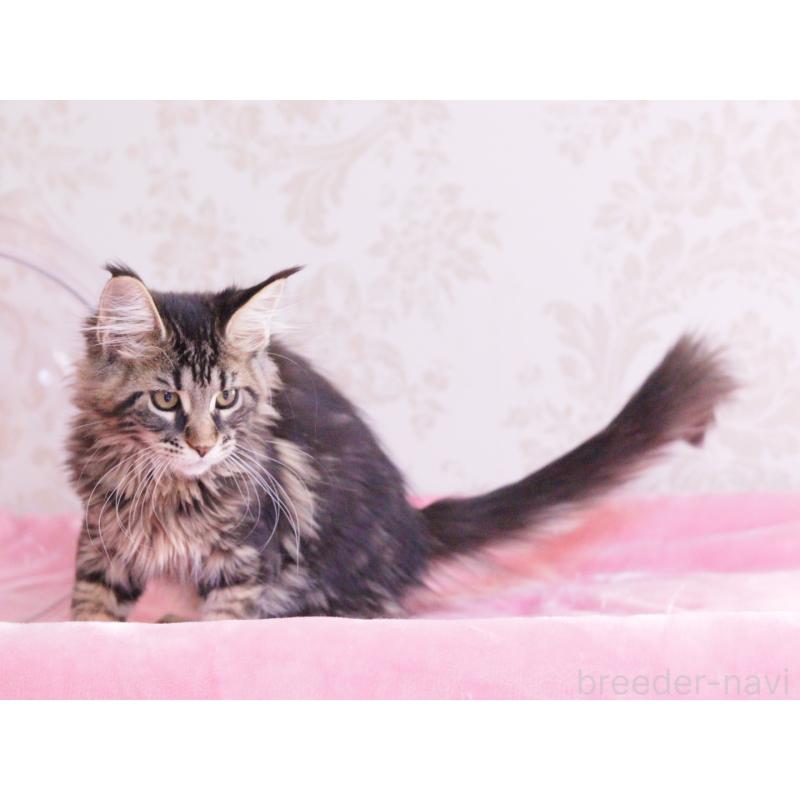 販売中の東京都のメインクーン-125497の2枚目