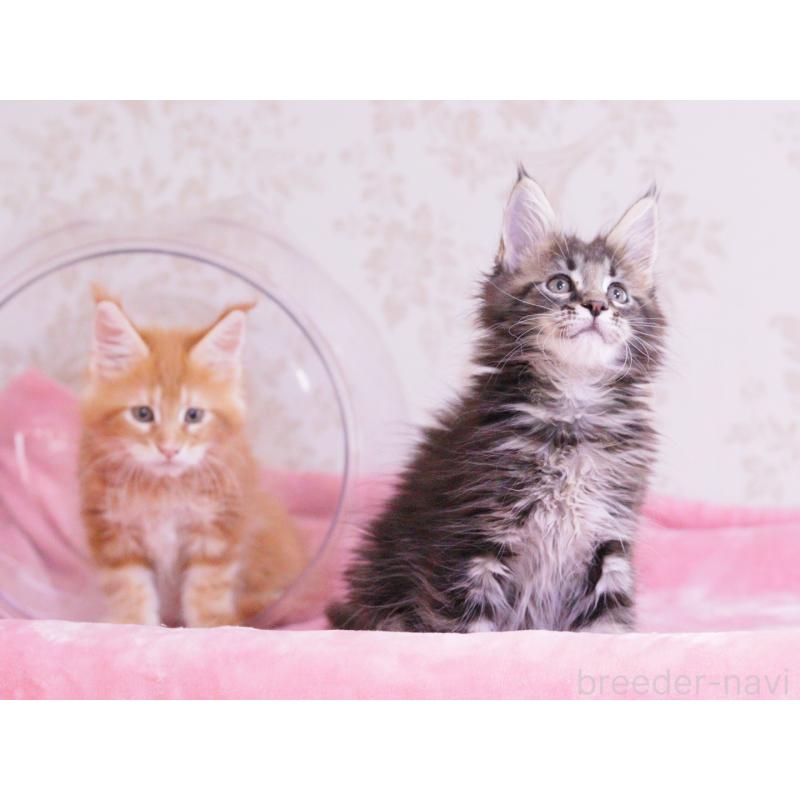 販売中の東京都のメインクーン-127875の5枚目