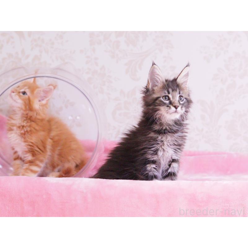 販売中の東京都のメインクーン-127875の4枚目