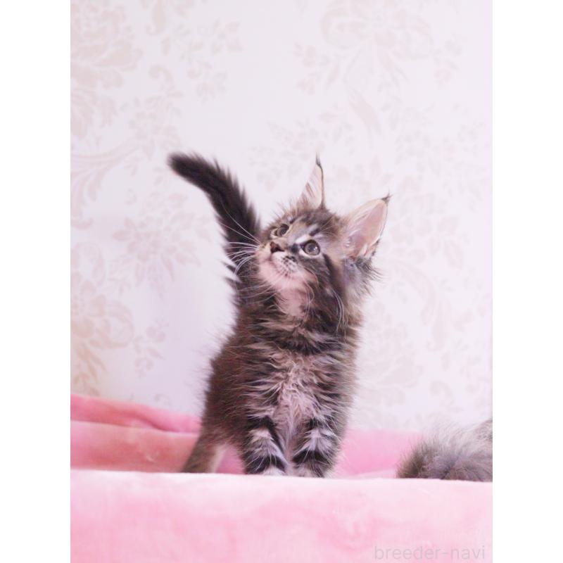 販売中の東京都のメインクーン-127875の2枚目