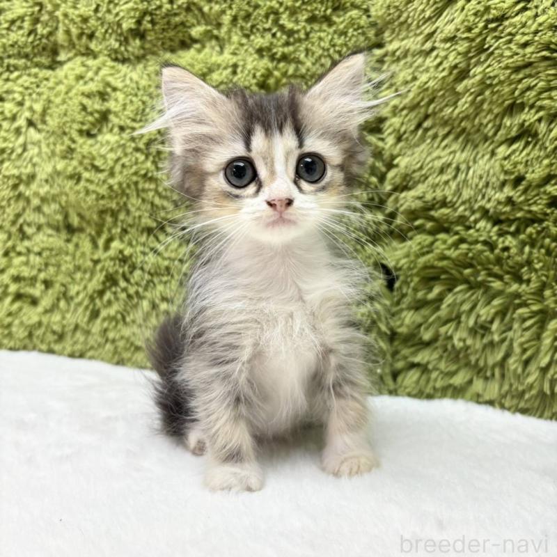 販売中の愛知県のマンチカン-130504の1枚目