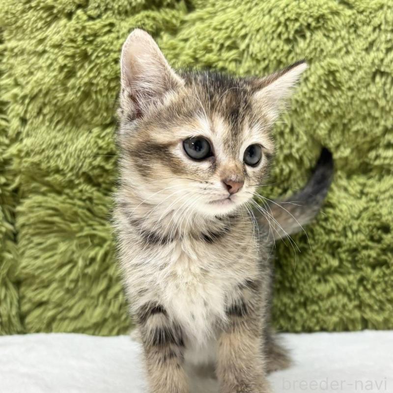 販売中の愛知県のマンチカン-130505の2枚目