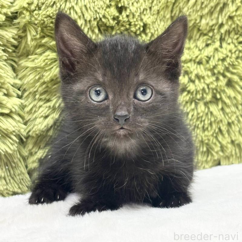 販売中の愛知県のマンチカン-130506の1枚目