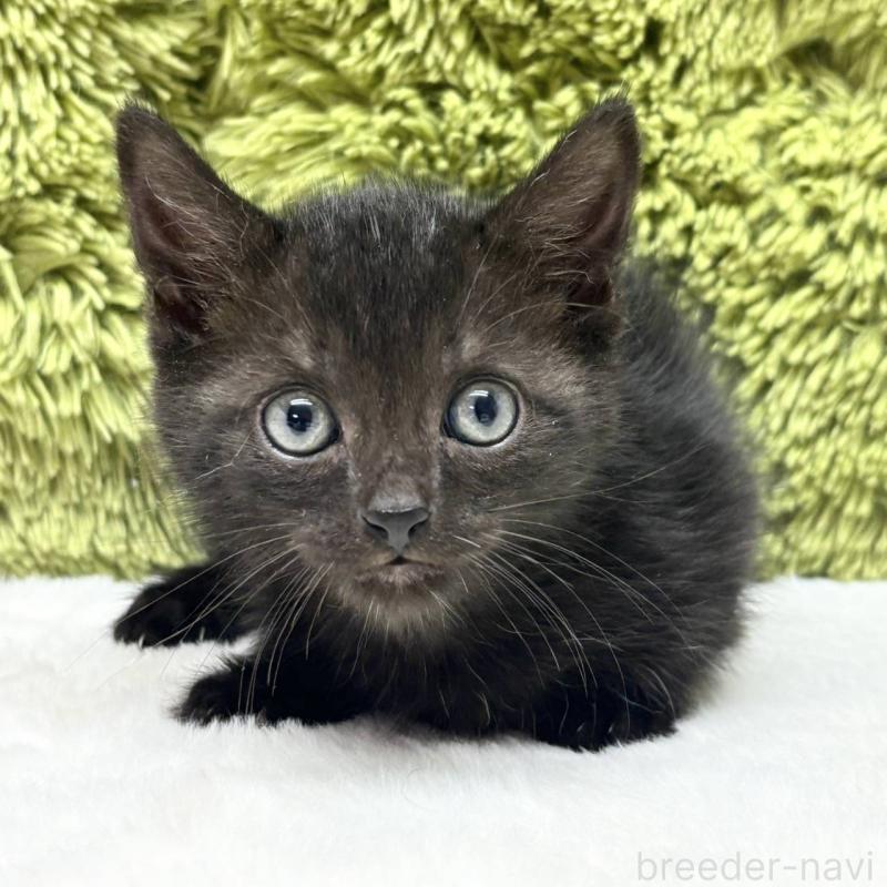 販売中の愛知県のマンチカン-130506の2枚目