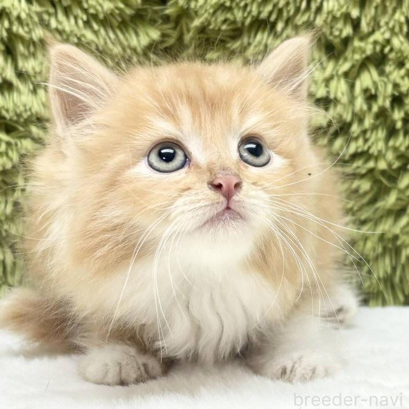 販売中の愛知県のマンチカン-130507の2枚目