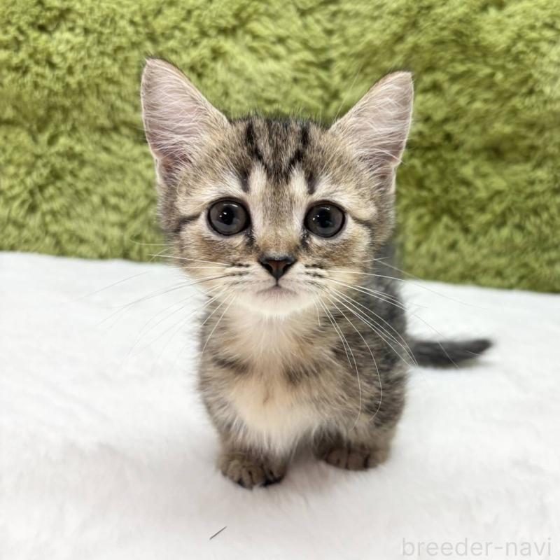 販売中の愛知県のマンチカン(短足)-130510