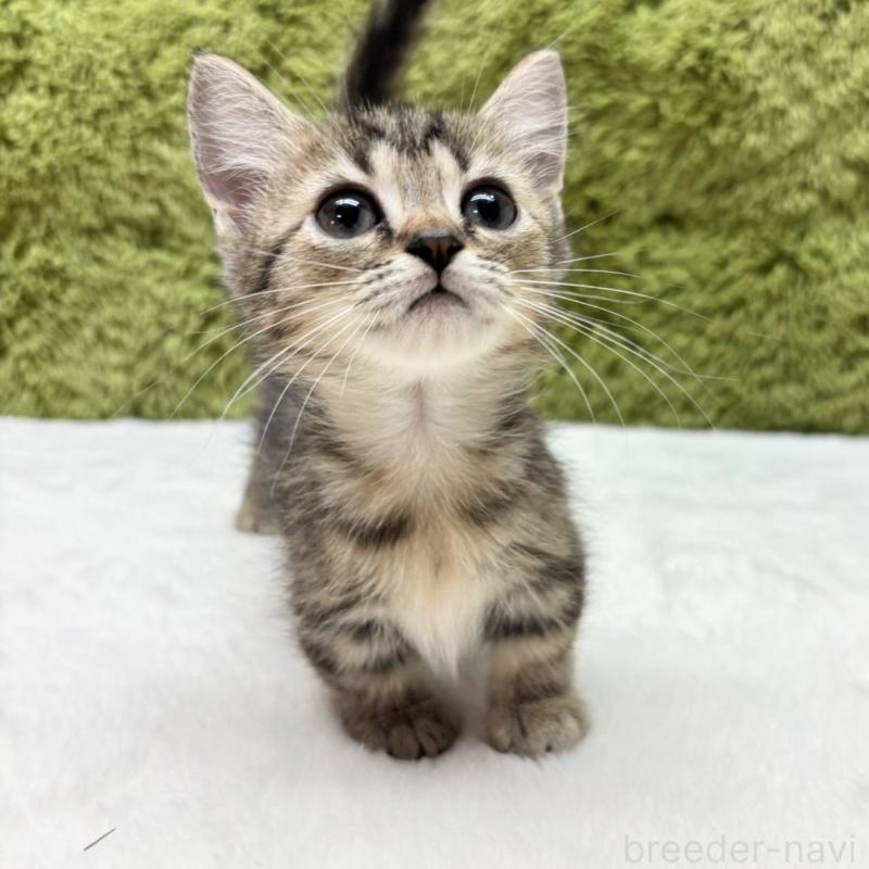 販売中の愛知県のマンチカン(短足)-130510の2枚目