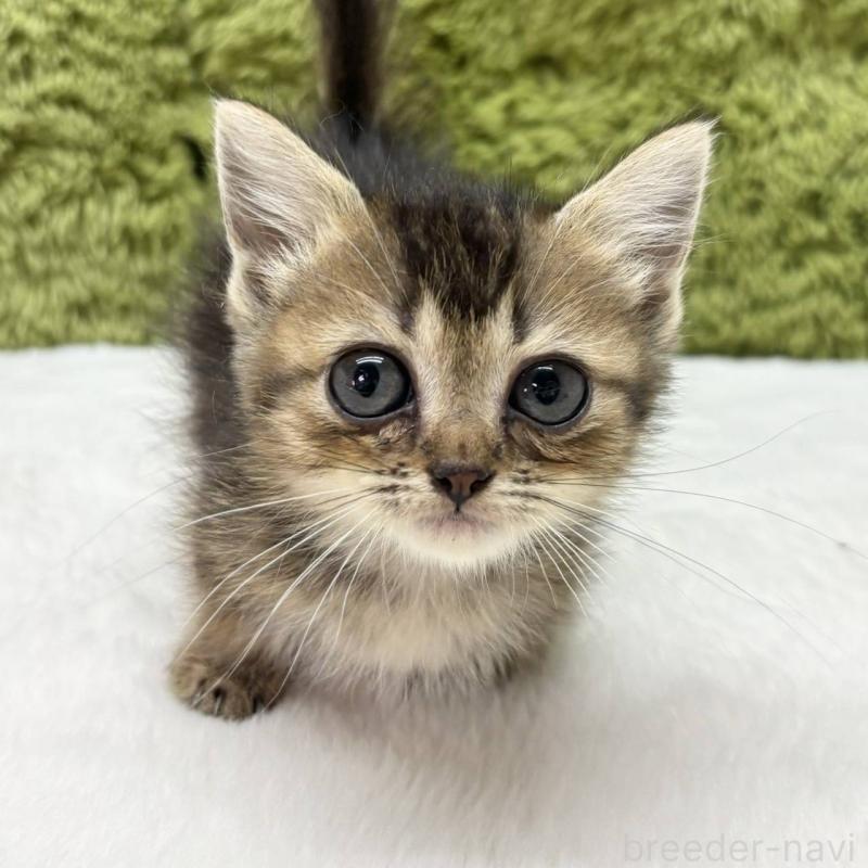 販売中の愛知県のマンチカン(短足)-130511の2枚目