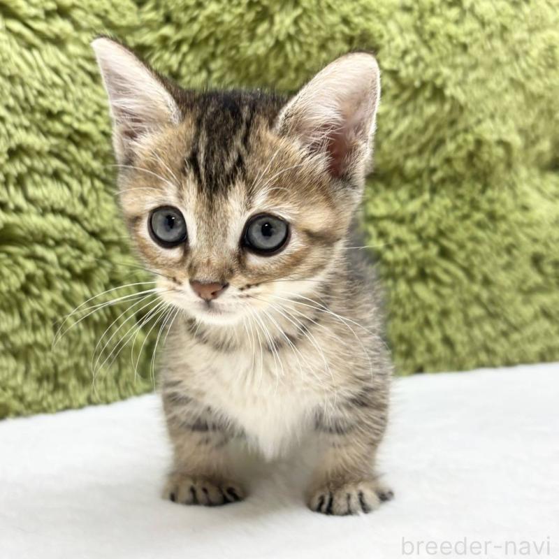 販売中の愛知県のマンチカン(短足)-130513の2枚目