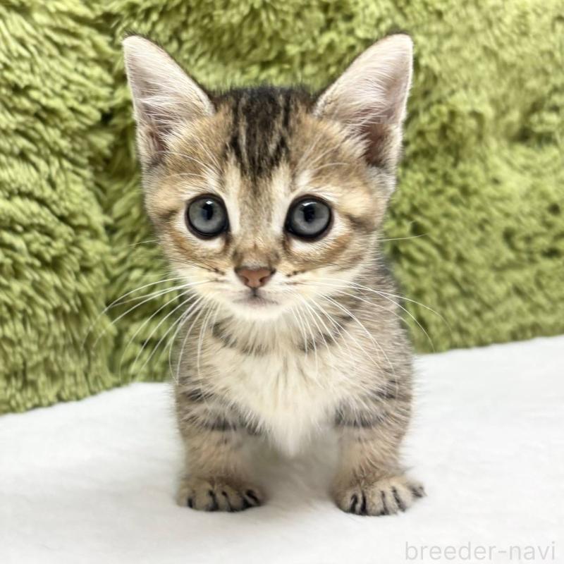 販売中の愛知県のマンチカン(短足)-130513