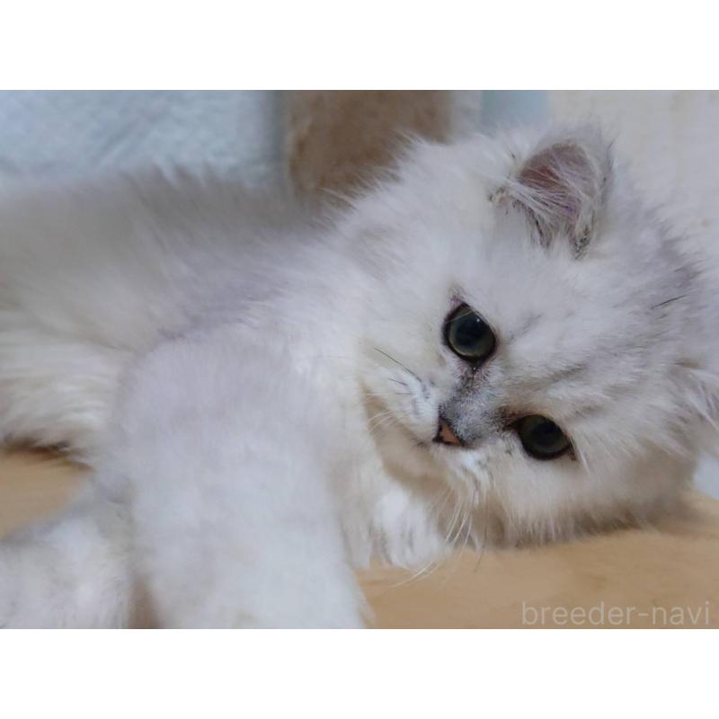 販売中の愛知県のペルシャ(チンチラ)-130515の6枚目