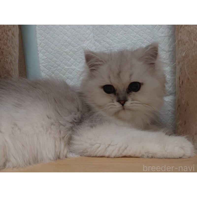 販売中の愛知県のペルシャ(チンチラ)-130515の5枚目