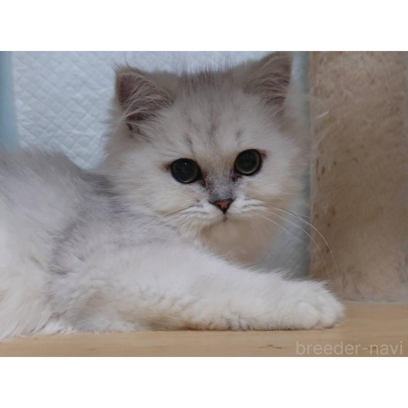 販売中の愛知県のペルシャ(チンチラ)-130515の4枚目