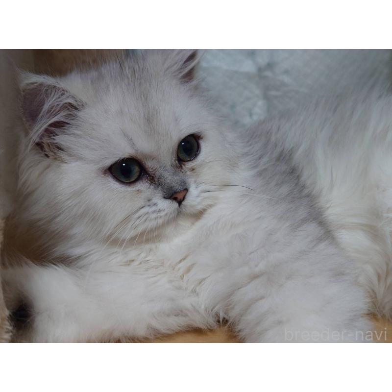 販売中の愛知県のペルシャ(チンチラ)-130515の3枚目