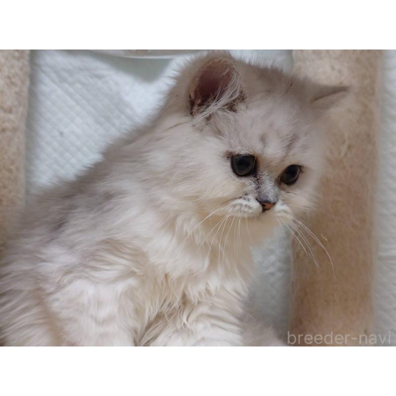 販売中の愛知県のペルシャ(チンチラ)-130515の2枚目