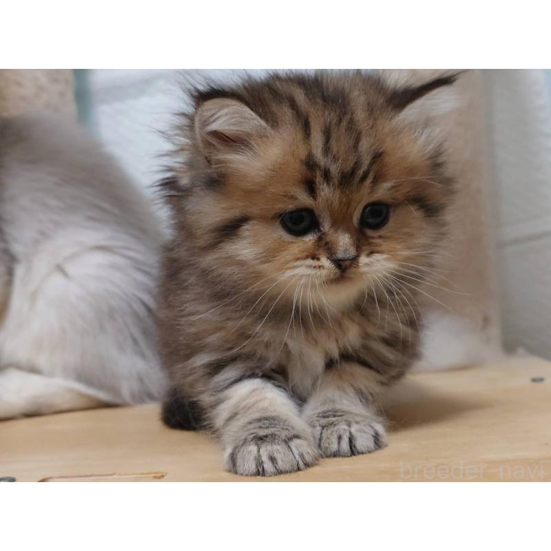 販売中の愛知県のペルシャ(チンチラ)-130517の6枚目