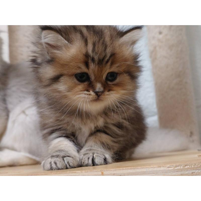 販売中の愛知県のペルシャ(チンチラ)-130517の5枚目