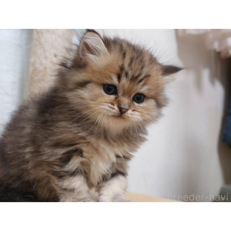 販売中の愛知県のペルシャ(チンチラ)-130517の4枚目