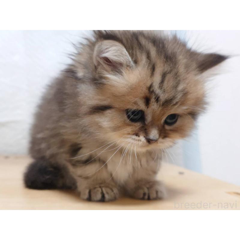 販売中の愛知県のペルシャ(チンチラ)-130517の3枚目