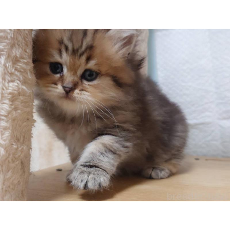 販売中の愛知県のペルシャ(チンチラ)-130517の2枚目