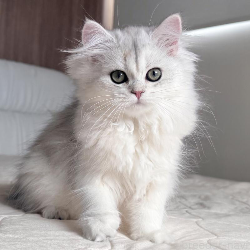 販売中の福岡県のスコティッシュフォールド-126481