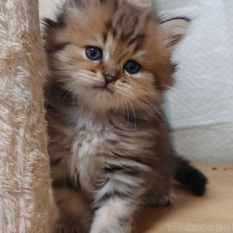 販売中の愛知県のペルシャ(チンチラ)-130517の1枚目