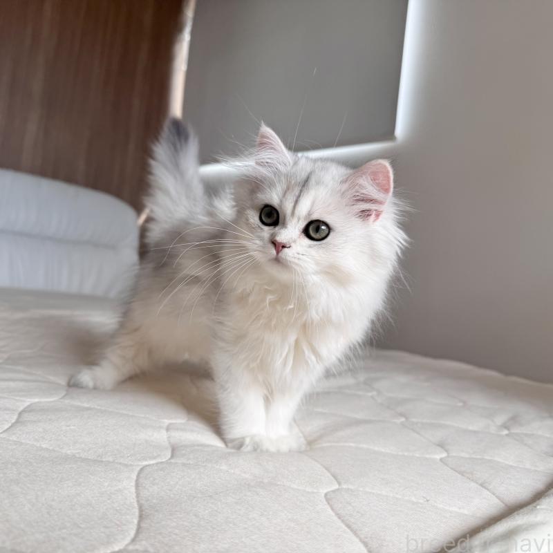 販売中の福岡県のスコティッシュフォールド-126481の12枚目