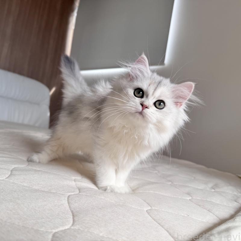 販売中の福岡県のスコティッシュフォールド-126481の11枚目