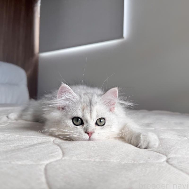 販売中の福岡県のスコティッシュフォールド-126481の10枚目