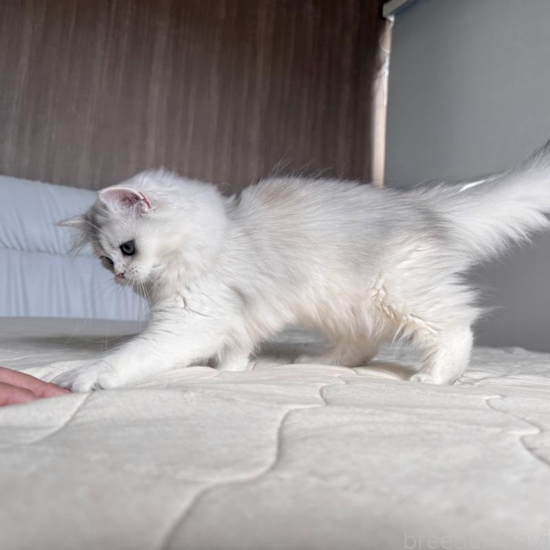 販売中の福岡県のスコティッシュフォールド-126481の9枚目