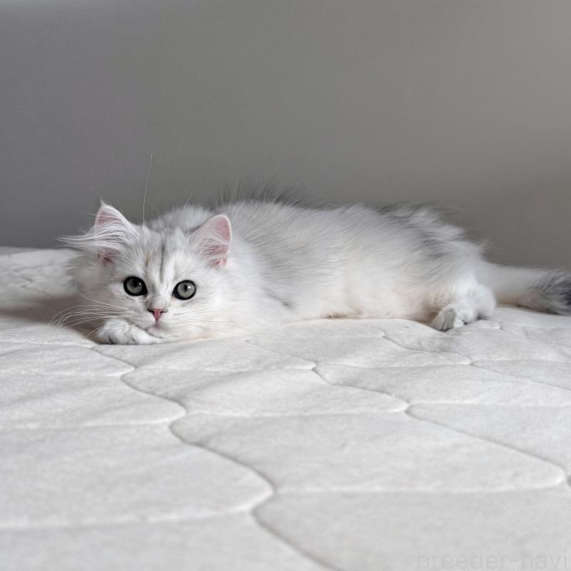 販売中の福岡県のスコティッシュフォールド-126481の8枚目