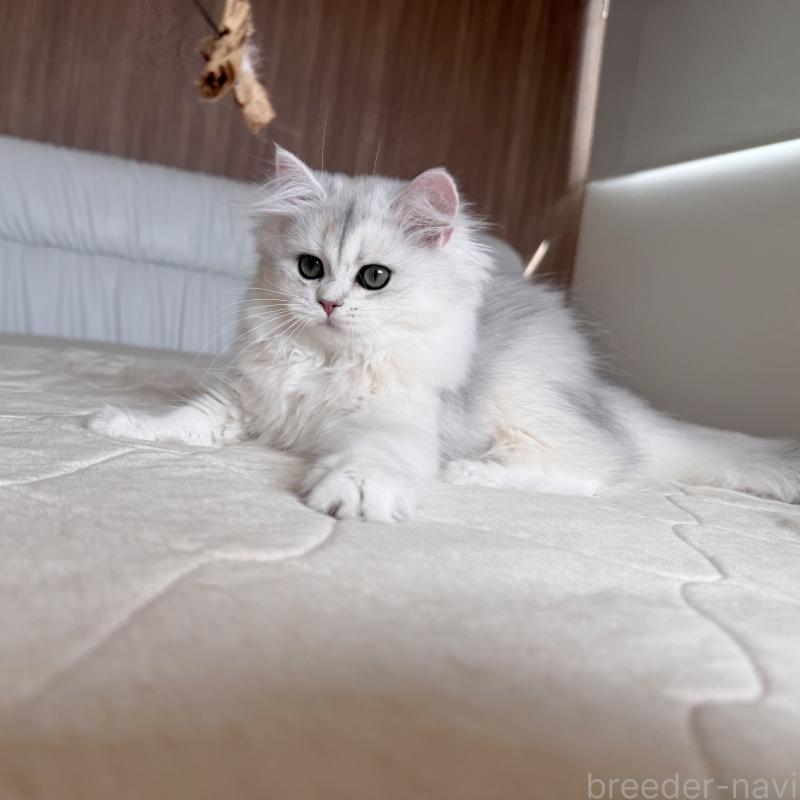 販売中の福岡県のスコティッシュフォールド-126481の7枚目