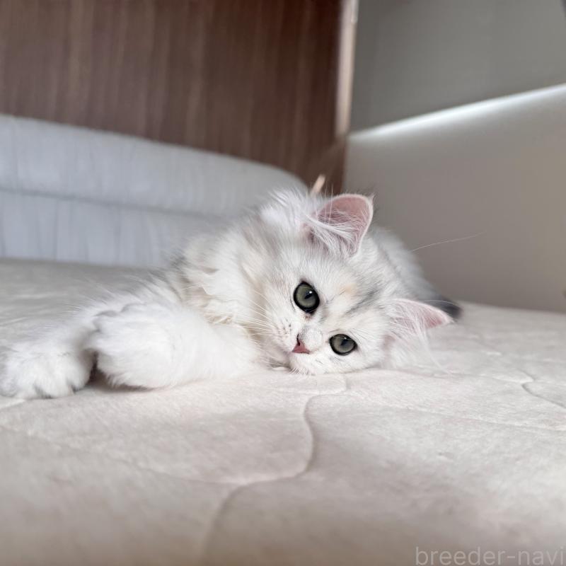 販売中の福岡県のスコティッシュフォールド-126481の6枚目