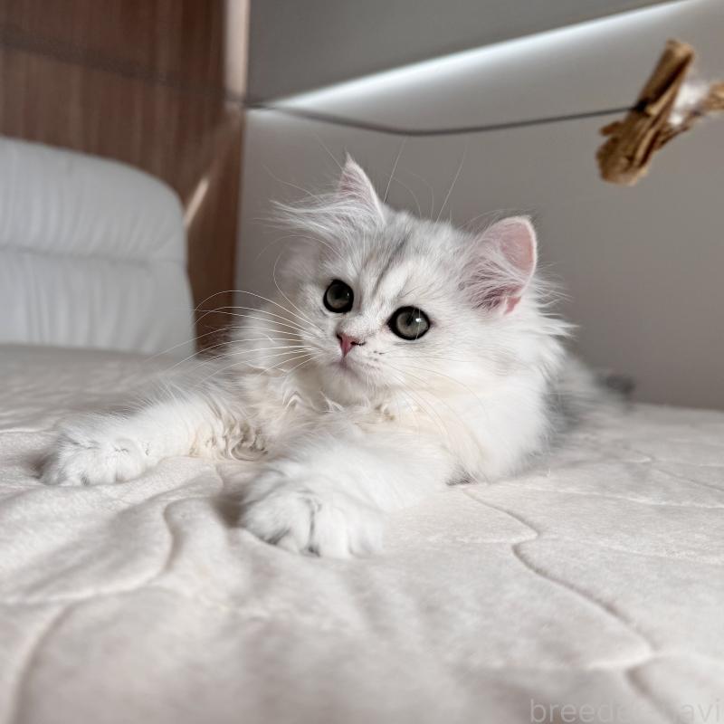 販売中の福岡県のスコティッシュフォールド-126481の5枚目