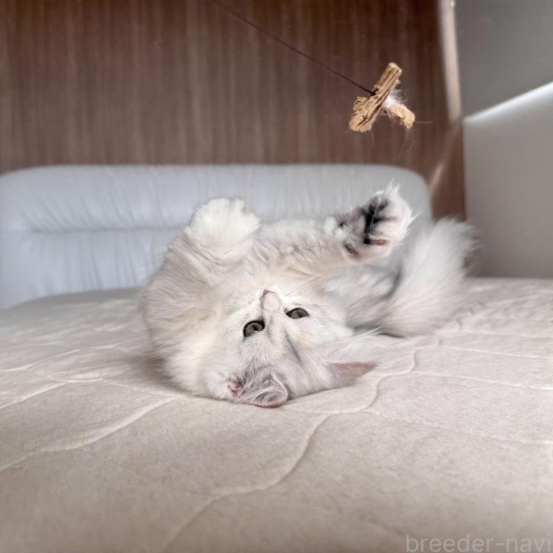 販売中の福岡県のスコティッシュフォールド-126481の4枚目