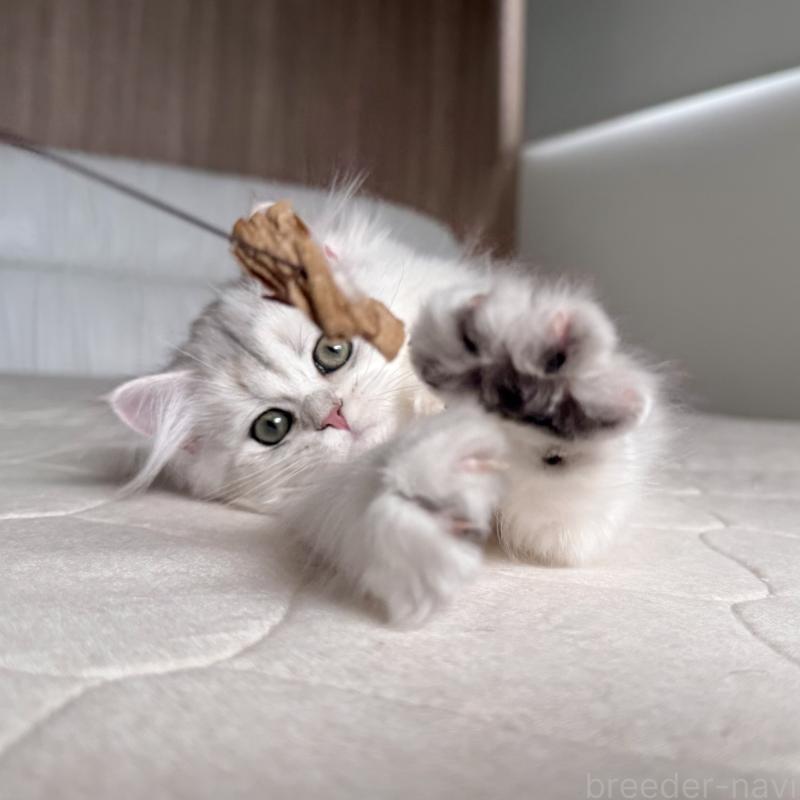 販売中の福岡県のスコティッシュフォールド-126481の3枚目