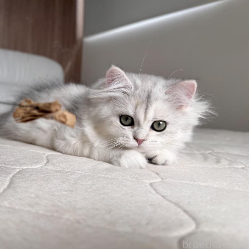 販売中の福岡県のスコティッシュフォールド-126481の2枚目