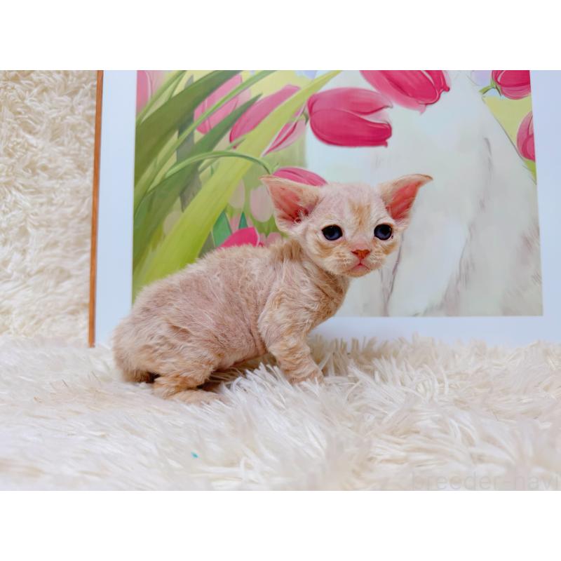 販売中の千葉県のデボンレックス-130519の6枚目